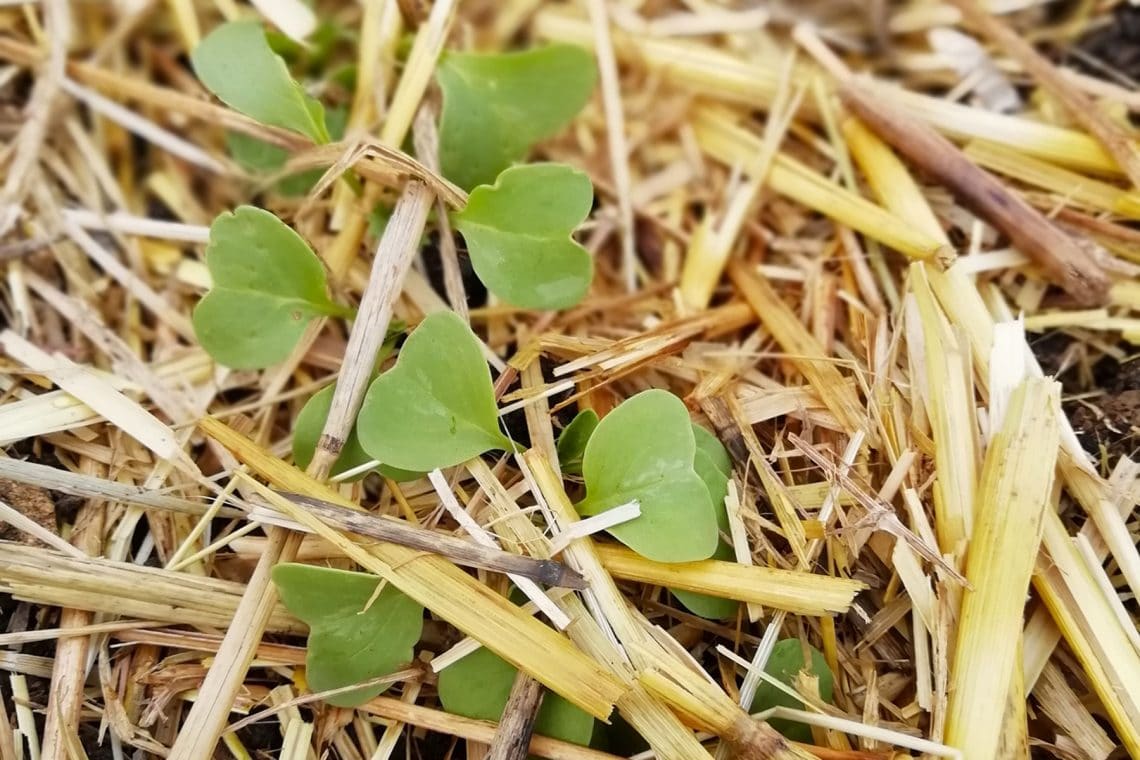 Les radis au jardin, été 2020