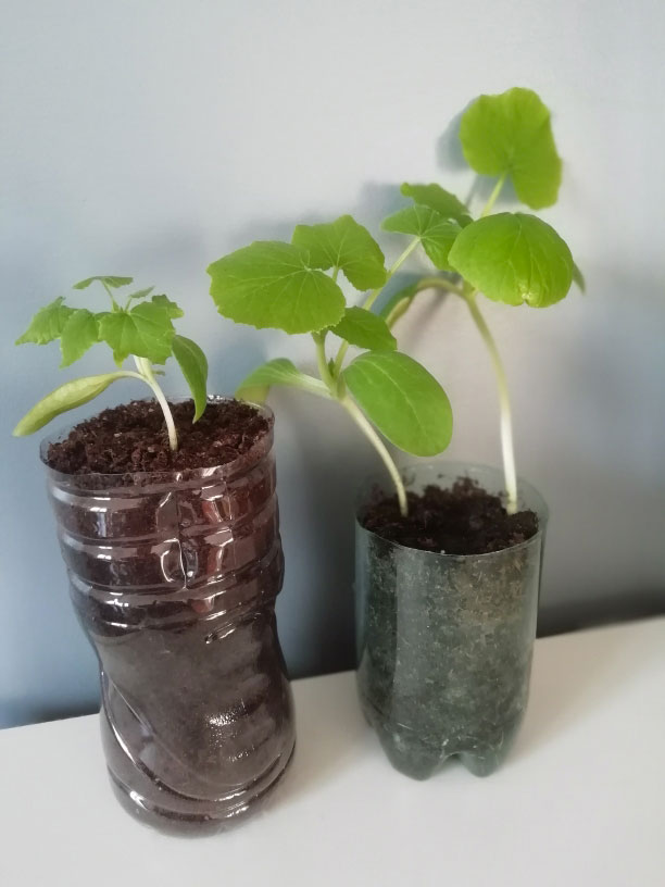 Plants de courgettes de Nice et Bolognaises issus de semis maison. 