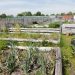 le jardin après deux mois de confinement